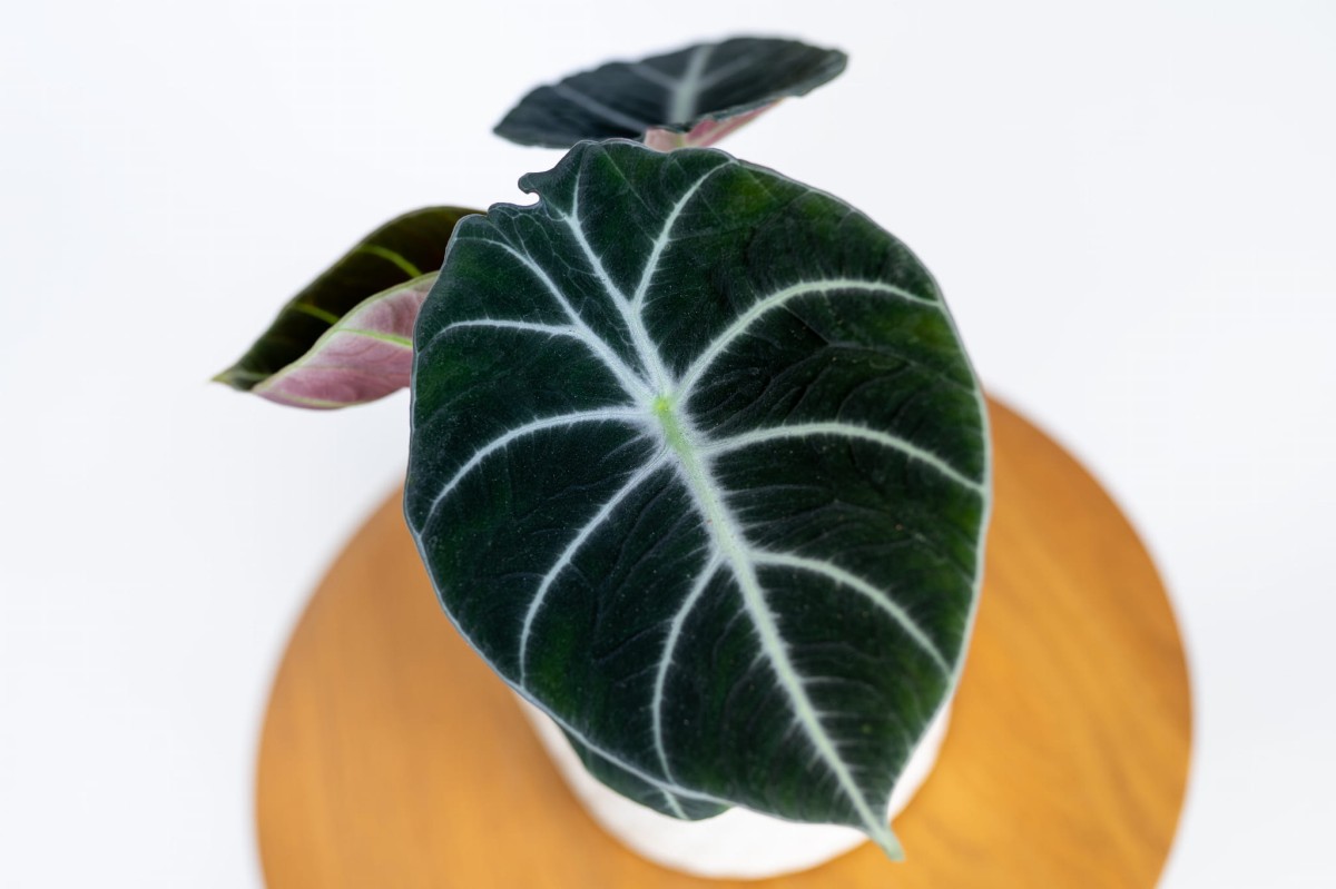 Alocasia Black Velvet w domowej aranżacji – egzotyczny akcent do salonu lub biura Zielona Flora.jpg