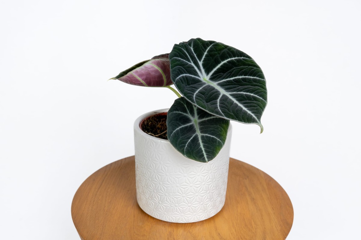 Alocasia Black Velvet w domowej aranżacji – egzotyczny akcent do salonu lub biura Zielona Flora_2.jpg