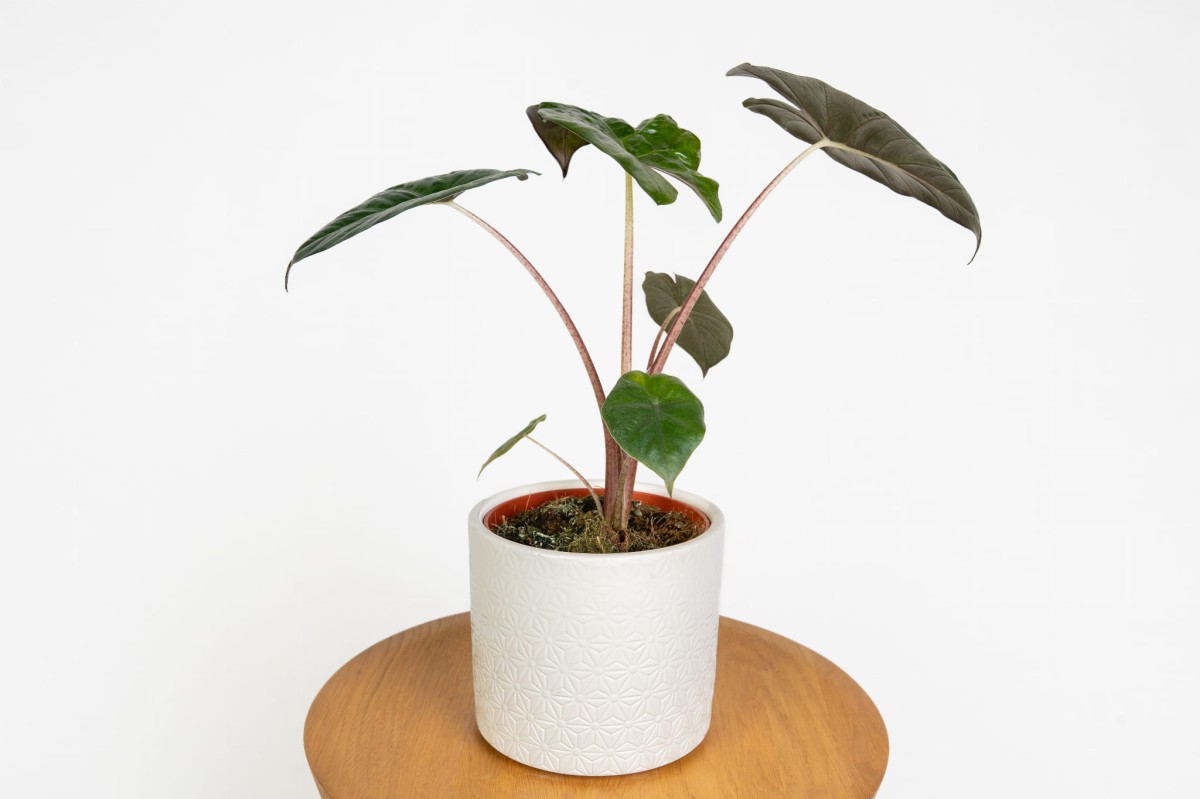 Alocasia Yucatan Princess w domowej aranżacji – tropikalny akcent do salonu i biura Zielona Flora_1.jpg