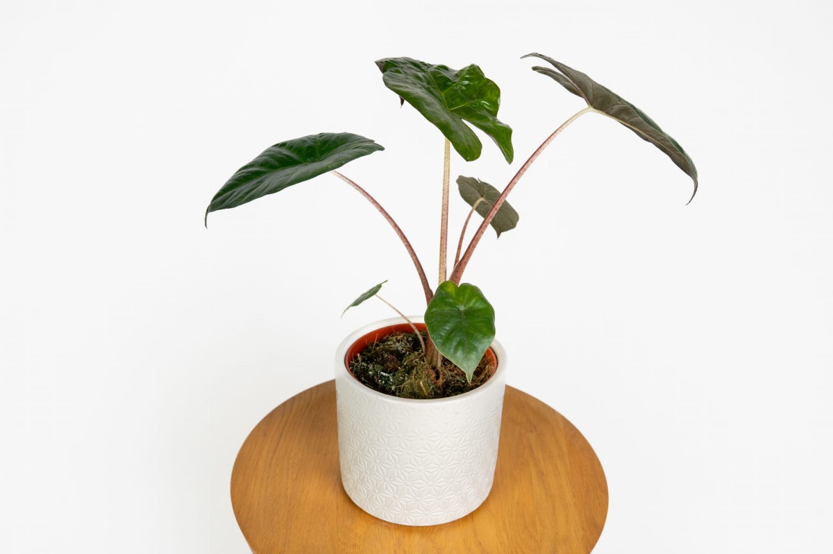Alocasia Yucatan Princess w domowej aranżacji – tropikalny akcent do salonu i biura.jpg