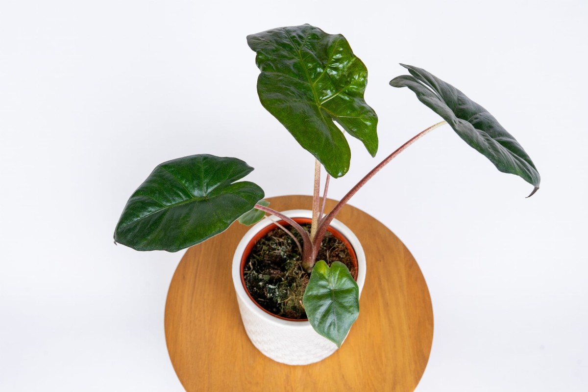 Alocasia Yucatan Princess w domowej aranżacji – tropikalny akcent do salonu i biura Zielona Flora_2.jpg