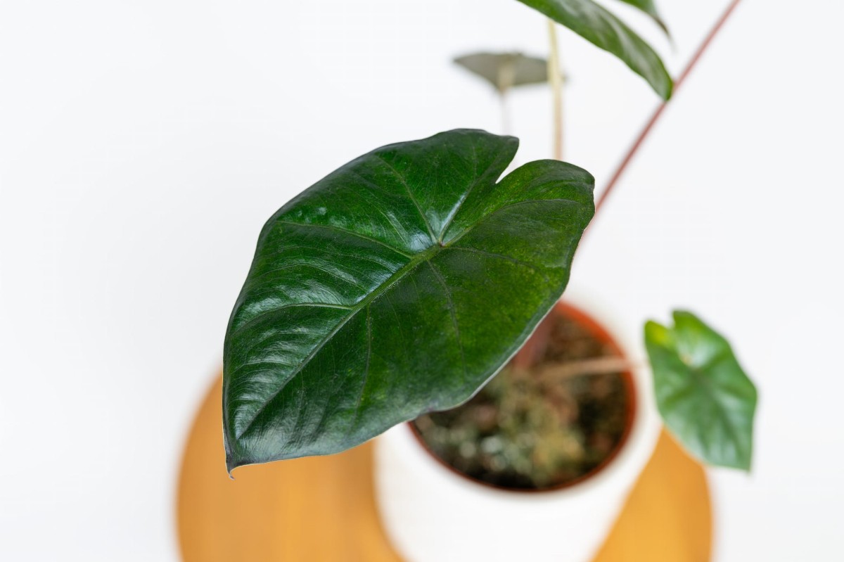 Alocasia Yucatan Princess w domowej aranżacji – tropikalny akcent do salonu i biura Zielona Flora_3.jpg