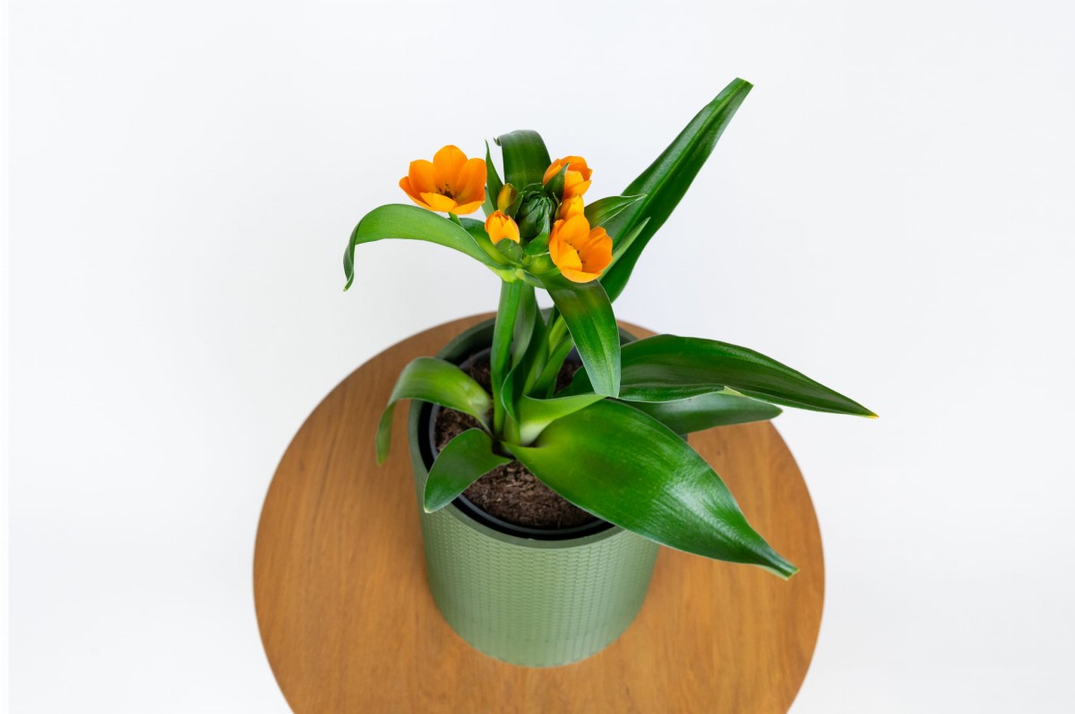 Ornithogalum w nowoczesnej doniczce – stylowy akcent do salonu i biura.jpg