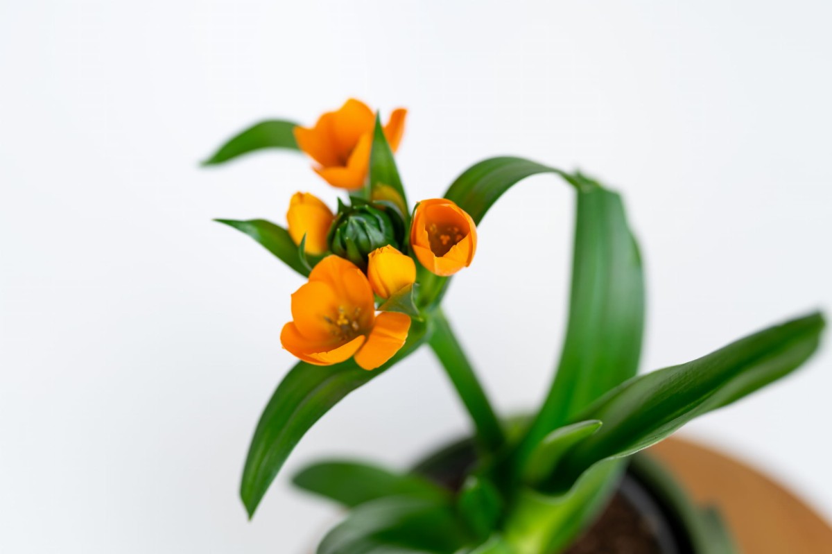 Ornithogalum w nowoczesnej doniczce – stylowy akcent do salonu i biura Zielona Flora_1.jpg