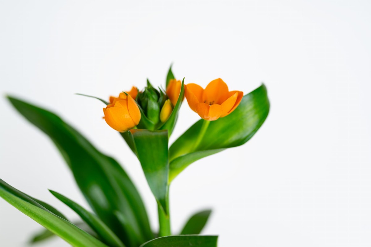Ornithogalum w nowoczesnej doniczce – stylowy akcent do salonu i biura Zielona Flora_3.jpg