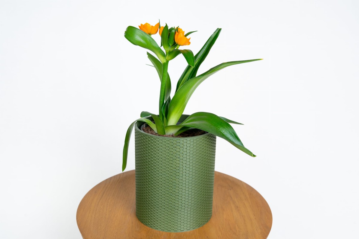 Ornithogalum w nowoczesnej doniczce – stylowy akcent do salonu i biura Zielona Flora_4.jpg