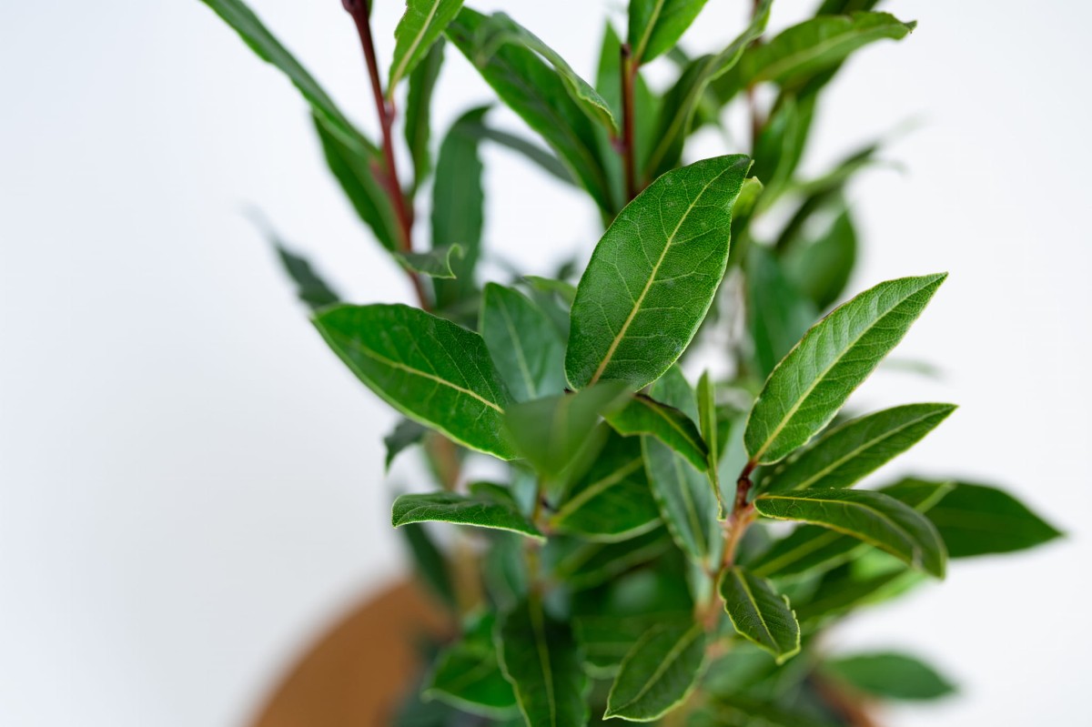 Laur szlachetny (Laurus nobilis) – aromatyczna roślina doniczkowa i przyprawowa Zielona Flora.jpg