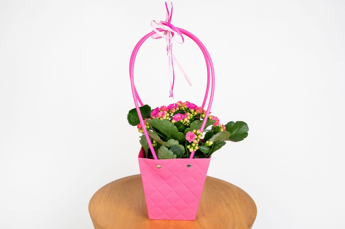 Różowe kalanchoe w różowym koszyku – romantyczny prezent dla dziewczyny na urodziny Zielona Flora.jpg