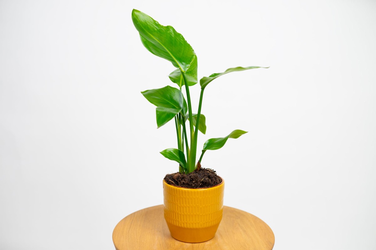 strelicja-biala-strelitzia-nicolai.jpg