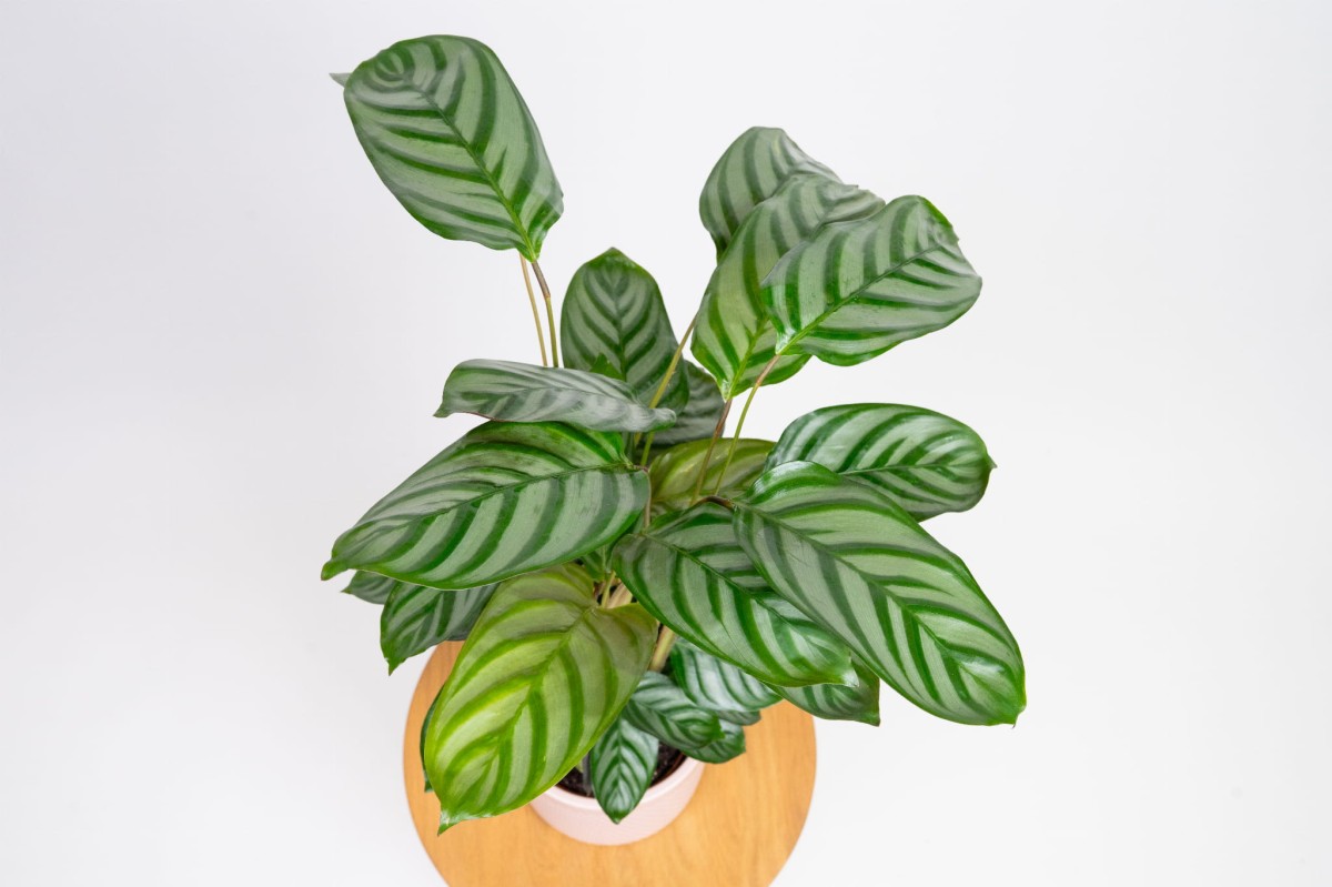 ctenanthe-setosa-compactstar-05.jpg
