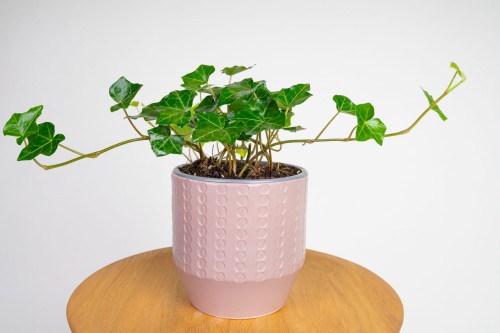 Bluszcz Baltic Hedera