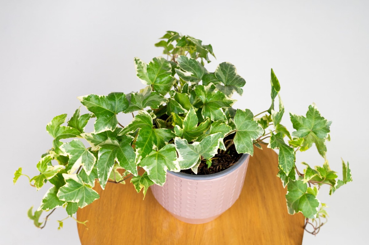 Bluszcz Glacier Hedera