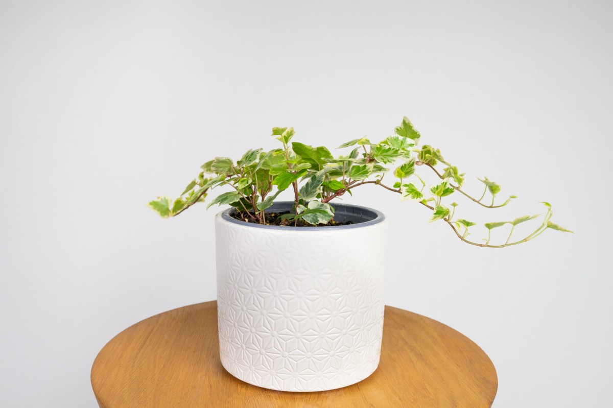 Bluszcz White Wonder (HEDERA)