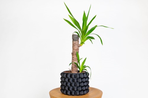 Juka guatemalensis (Yucca elephantipes) – dekoracyjna jukka do domu i biura, odporna roślina doniczkowa