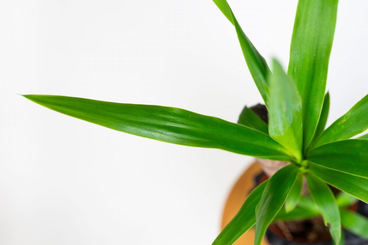 yucca-guatemalensis-zblizenie-lisci-juka-pielegnacja-rosliny-ozdobnej.jpg