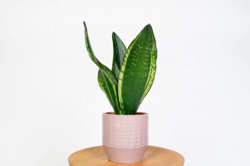 Sansewieria 'Silver Flame' – srebrna odmiana | roślina oczyszczająca powietrze