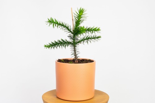 Araukaria chilijska Araucaria araucana
