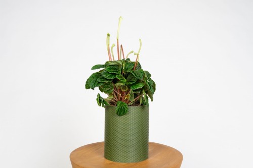 Peperomia caperata 'Lilian' – Peperomia kędzierzawa z białym kwiatem | Roślina doniczkowa do domu