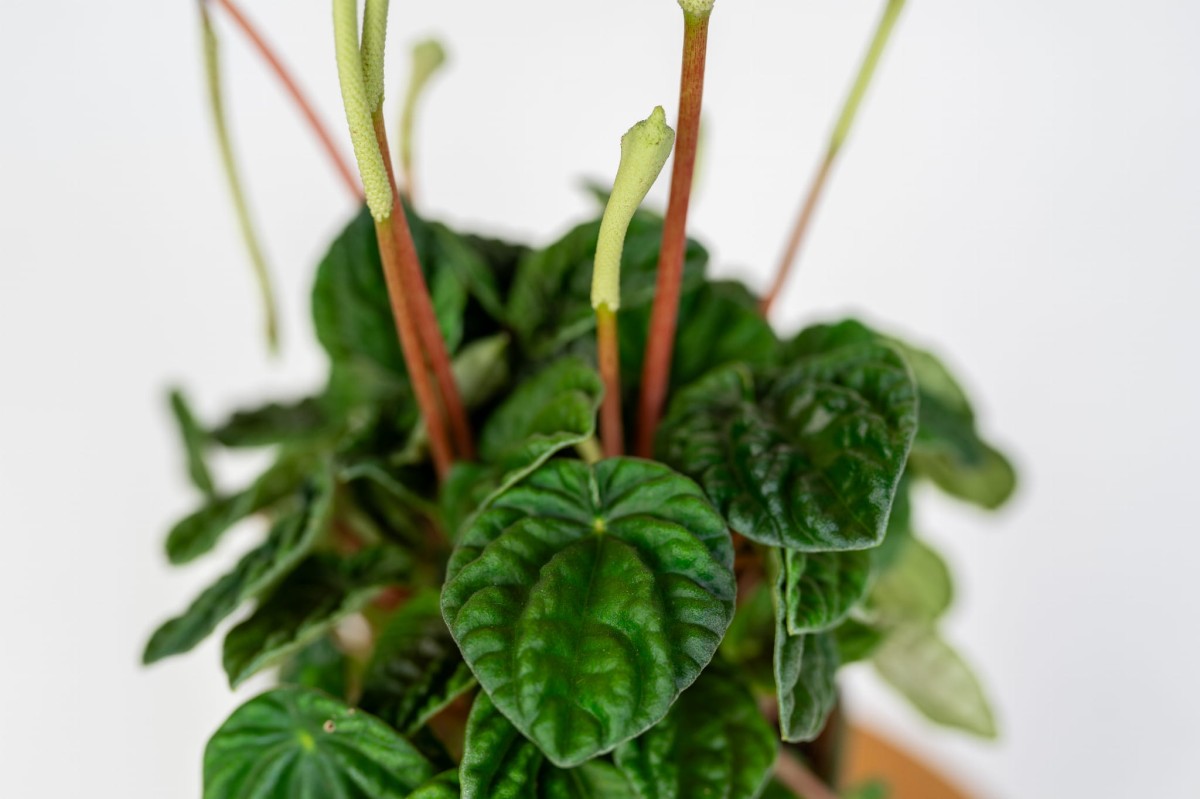 kedzierzawa-peperomia-z-bialym-kwiatem-do-domu-i-biura-lilian.jpg