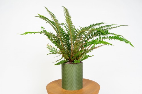 Paprotnik chiński (Polystichum tsus-simense) – paproć doniczkowa do cienia i łazienki, bezpieczna dla zwierząt