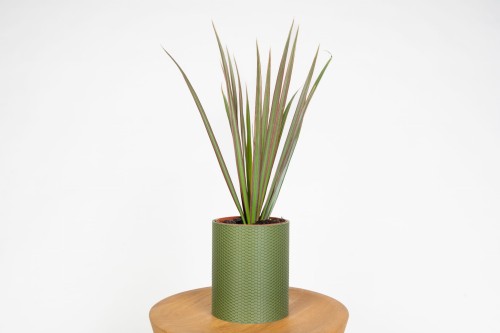 Dracaena marginata – dracena obrzeżona do domu i biura, odporna roślina doniczkowa o egzotycznym wyglądzie