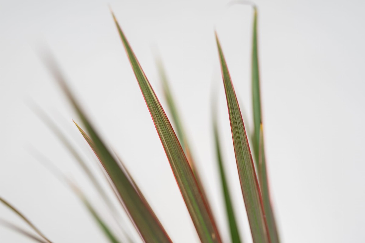 dracena-marginata-roslina-oczyszczajaca-powietrze-do-naslonecznionych-wnetrz.jpg