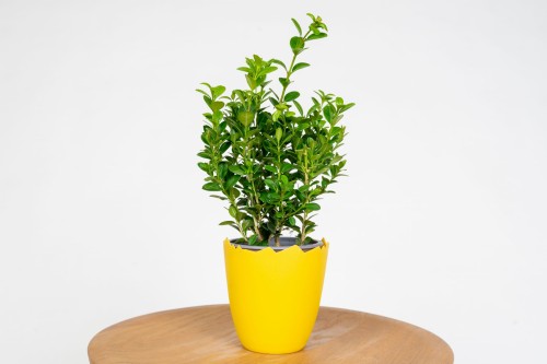 Bukszpan wieczniezielony (Buxus sempervirens) – roślina zimozielona do ogrodu, donicy i formowania