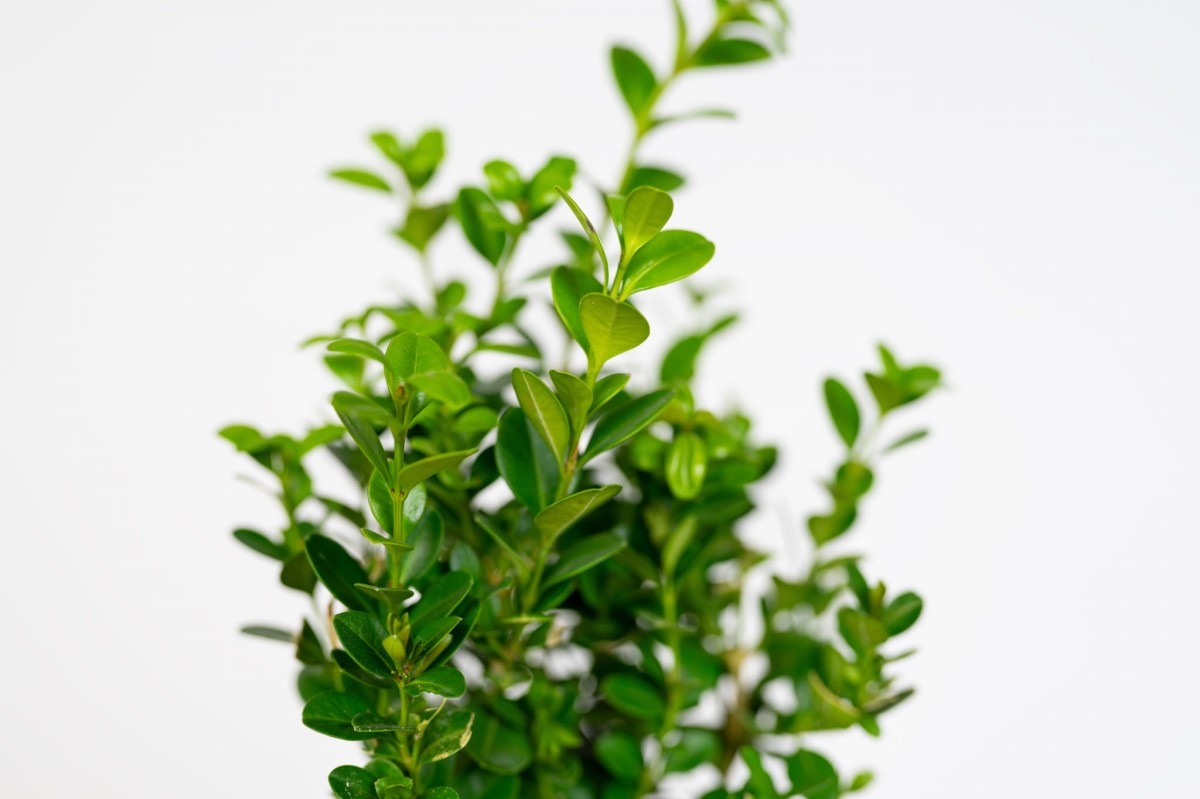 buxus-sempervirens-zblizenie-lisci-bukszpan-zimozielony-formowany.jpg