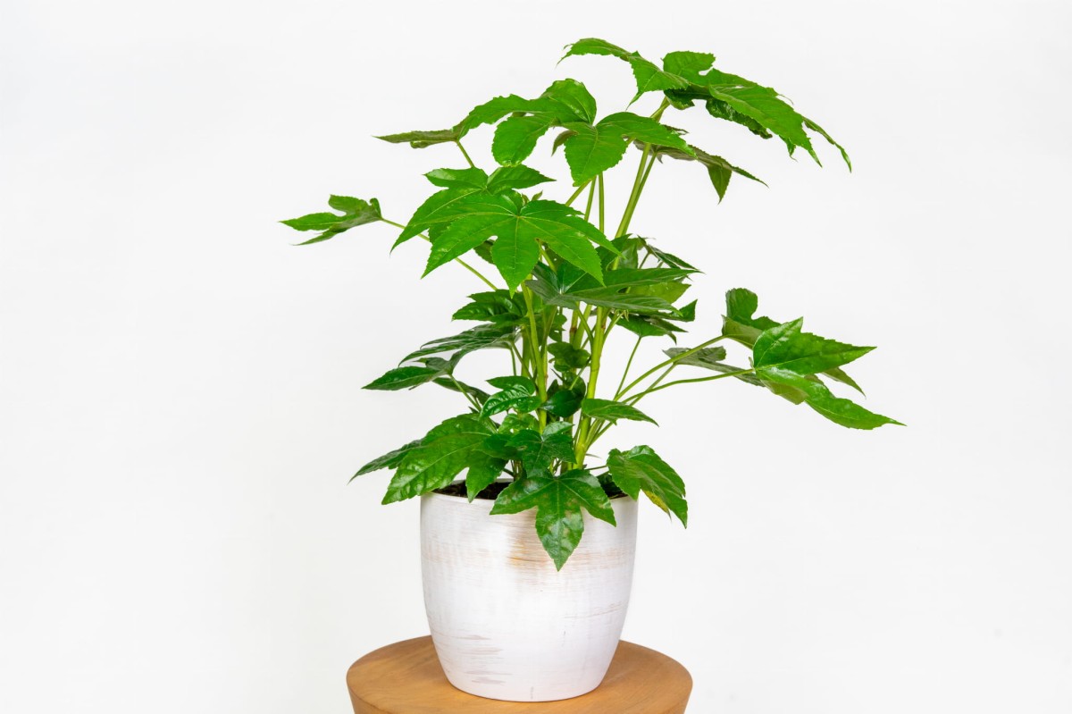 fatsja-japonska-fatsia-japonica-roslina-doniczkowa-do-salonu-cien.jpg