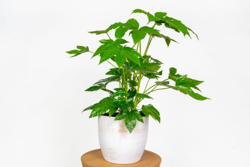 Fatsja japońska (Fatsia japonica) – egzotyczna roślina doniczkowa o dużych liściach, idealna do cienia i półcienia