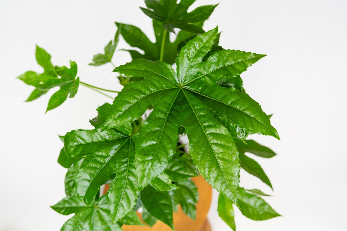 fatsia-japonica-roslina-doniczkowa-do-cienia-liscie-dekoracyjne-japonska.jpg