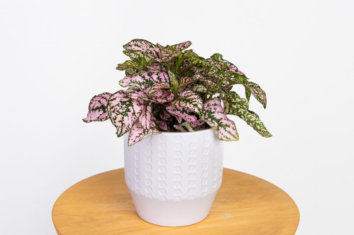 Hypoestes-phyllostachya-Pink-Niedośpian-kłosolistny.jpg
