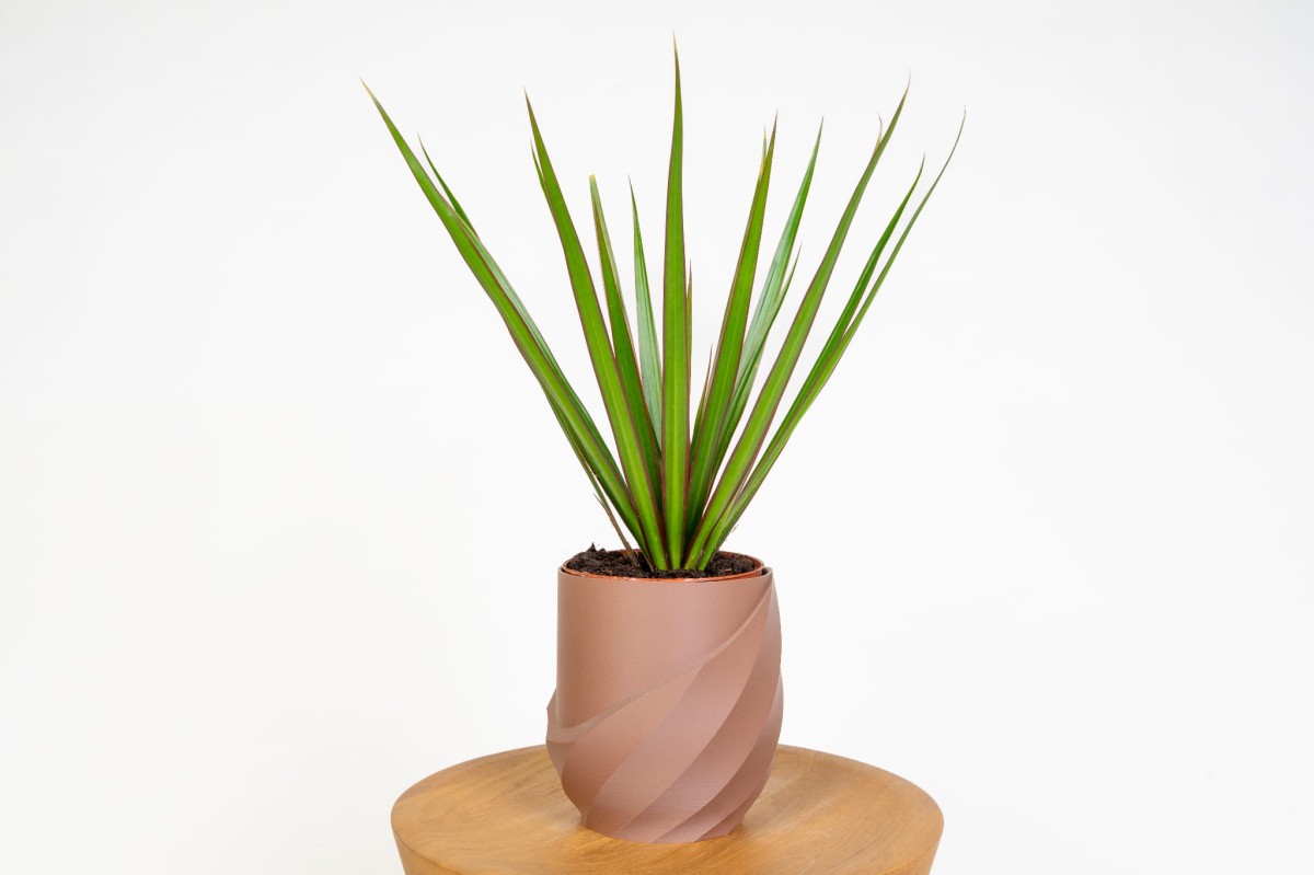 dracena-magenta-dracaena-marginata-bordowa-roslina-do-biura-i-salonu.jpg