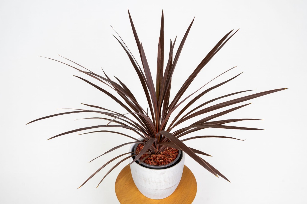 cordyline-red-star-zblizenie-lisci-kordylina-czerwona-egzotyczna.jpg