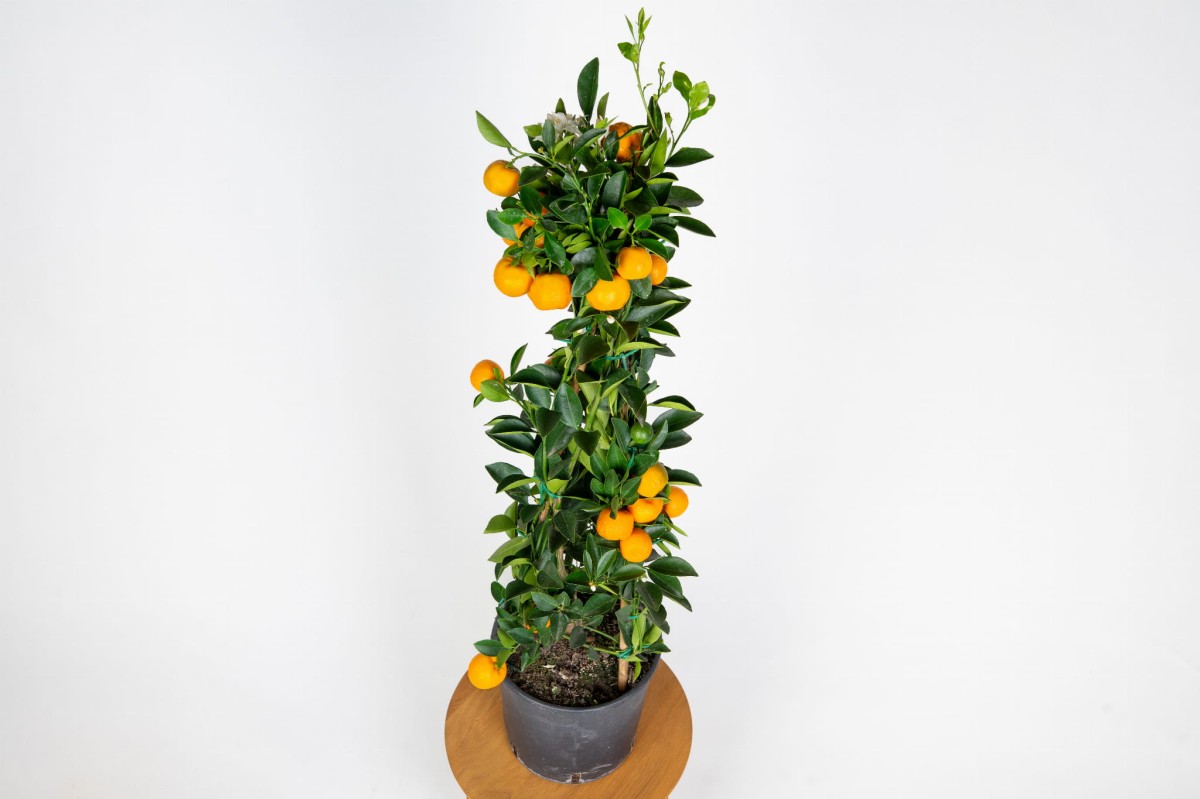 kalamondyna-calamondin-cytrus-w-doniczce-do-domu-z-owocami.jpg