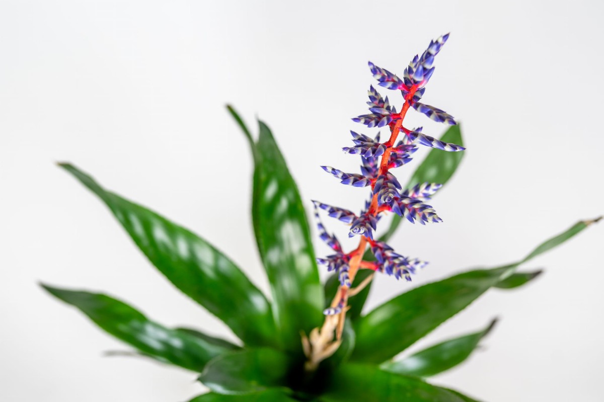 bromelia-blue-rain-zblizenie-kwiatu-echmea-egzotyczna-doniczkowa.jpg