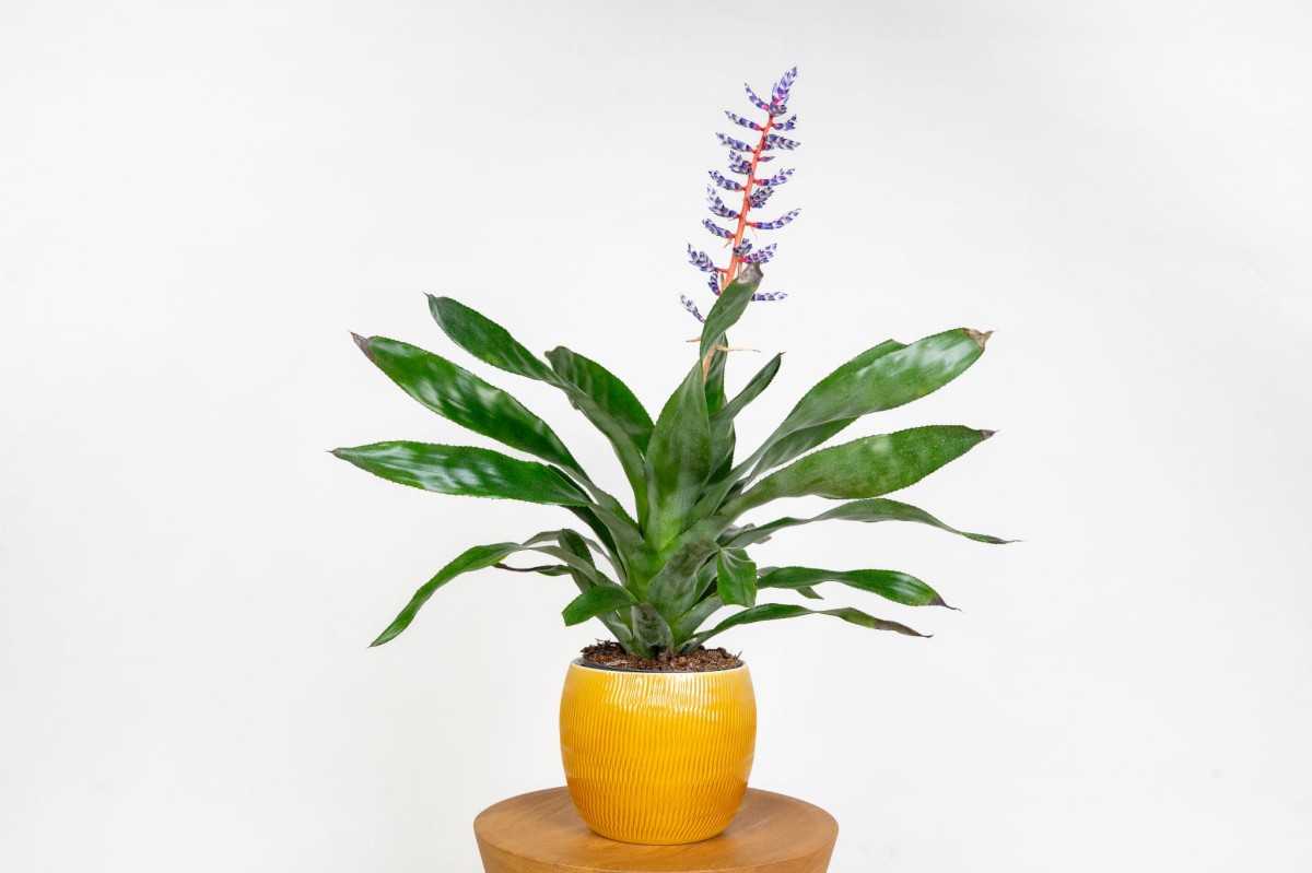 echmea-blue-rain-bromelia-kwiat-do-wnetrz-egzotyczna-roslina.jpg
