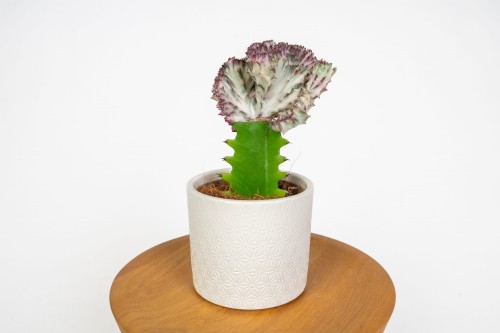Euphorbia lactea 'Cristata' – fantazyjna roślina doniczkowa o karbowanym pokroju, sukulent do domu i kolekcji