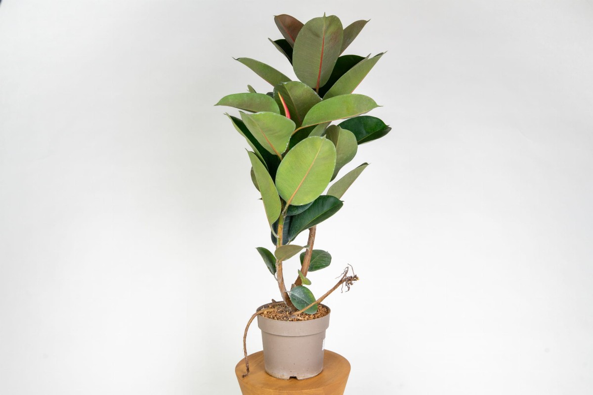 ficus-elastica-robusta-figowiec-sprezysty-roslina-do-salonu-liscie.jpg