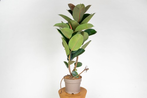 Ficus elastica 'Robusta' – figowiec sprężysty do domu i biura, roślina doniczkowa oczyszczająca powietrze