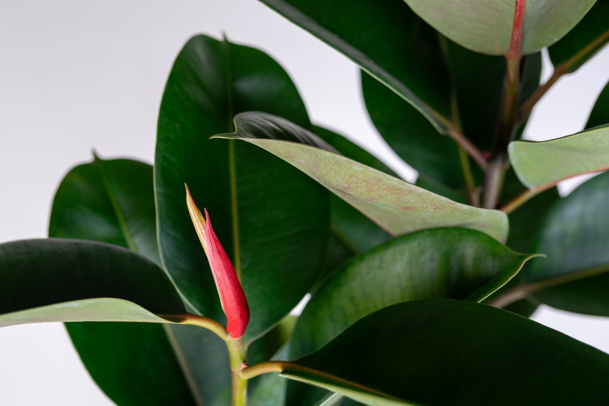 ficus-elastica-w-aranzacji-nowoczesne-wnetrze-duza-roslina-doniczkowa.jpg