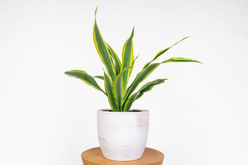Dracena 'Lemon Lime' – roślina doniczkowa do domu i biura, energetyczna zieleń liści i łatwa uprawa