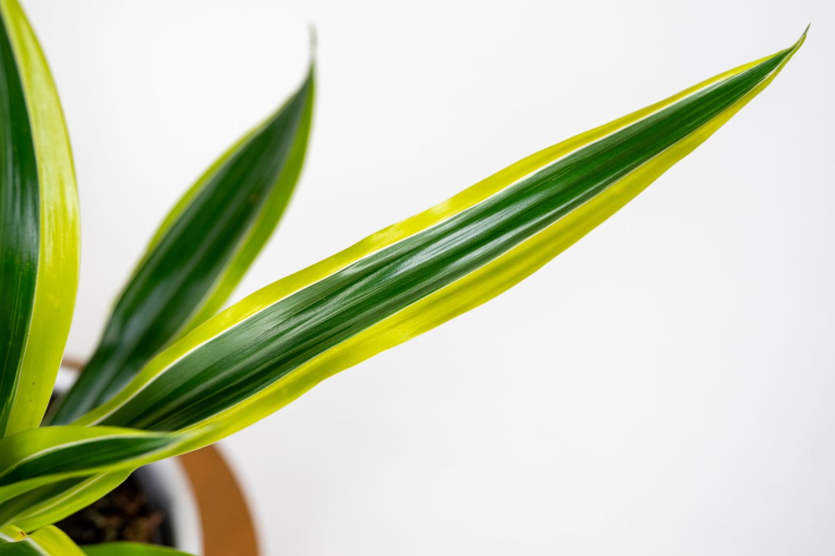 roslina-oczyszczajaca-powietrze-dracena-lemon-lime-zolta-do-nowoczesnego-wnetrza.jpg