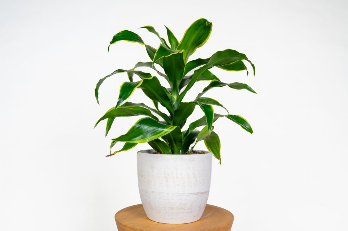 dracena-dorado-dracaena-fragrans-roslina-doniczkowa-do-salonu-i-biura.jpg