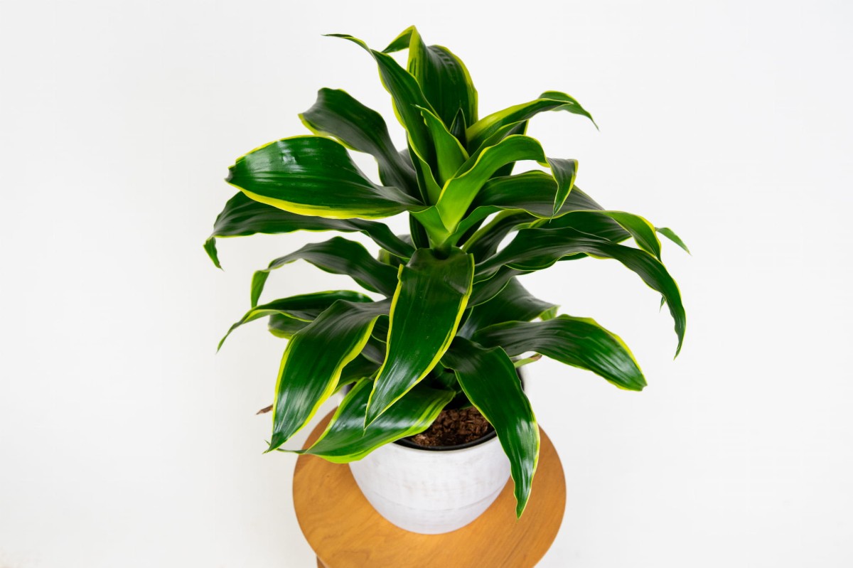 dracena-dorado-w-aranzacji-nowoczesna-roslina-do-wnetrz-i-open-space.jpg