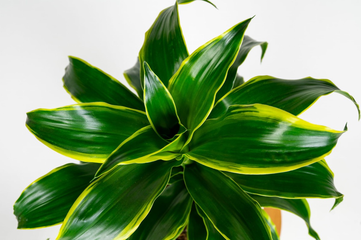 oczyszczajaca-powietrze-dracaena-fragrans-dorado-do-cienia-i-biura.jpg