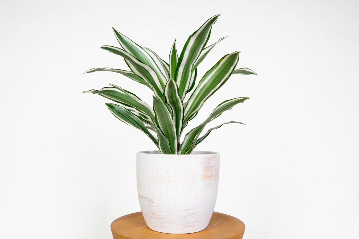 dracena-green-white-bialo-zielona-roslina-doniczkowa-do-biura-i-domu.jpg