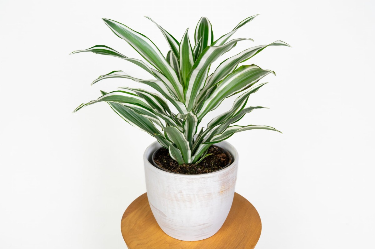 dracaena-green-white-zblizenie-lisci-dracena-paskowana-do-wnetrz.jpg