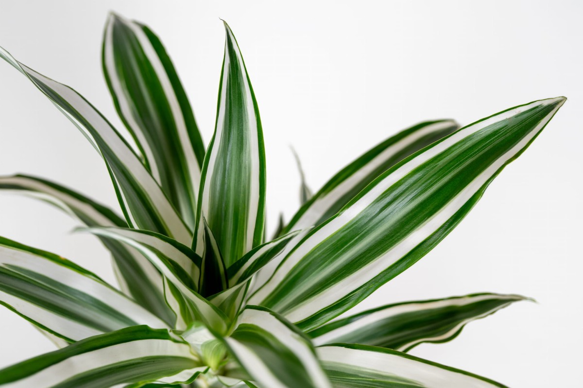 dracena-bialo-zielona-w-aranzacji-nowoczesna-roslina-do-salonu.jpg