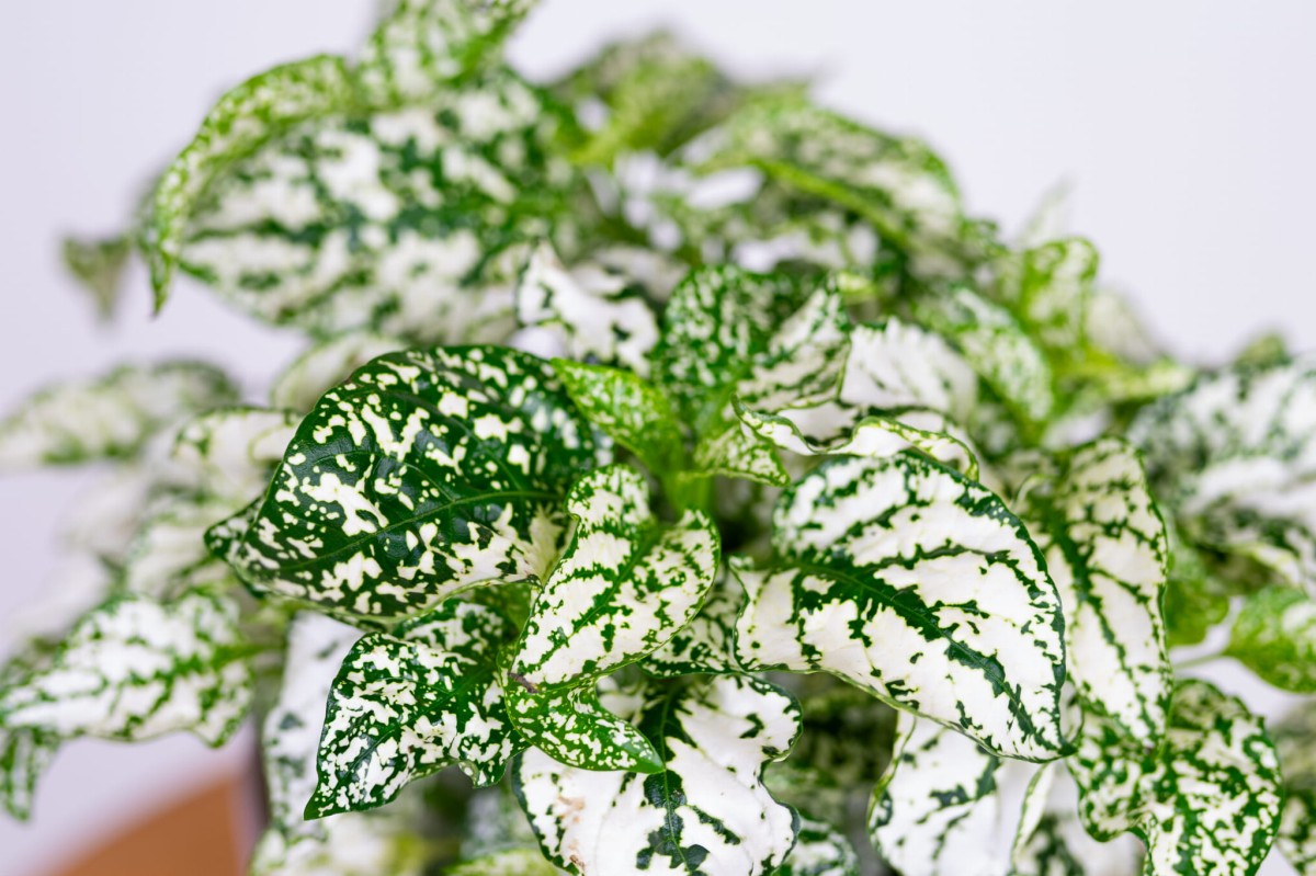 Hypoestes-phyllostachya-white-niedośpian-kłosolistny-03.jpg
